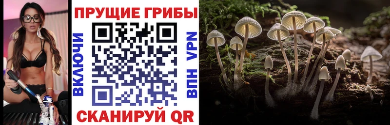 купить наркоту  Куйбышев  Галлюциногенные грибы Psilocybe 